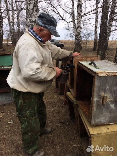 Сильные пчелосемьи