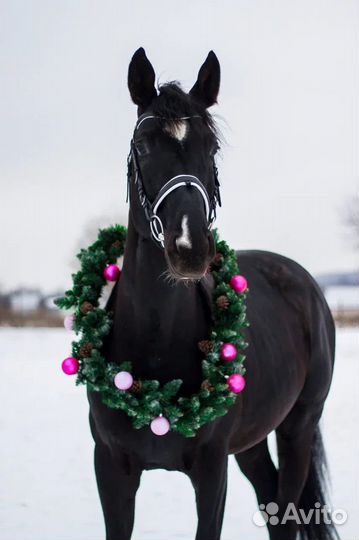 Тракененский жеребец на случку. Не продажа