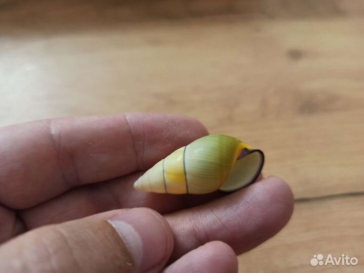 Морская раковина