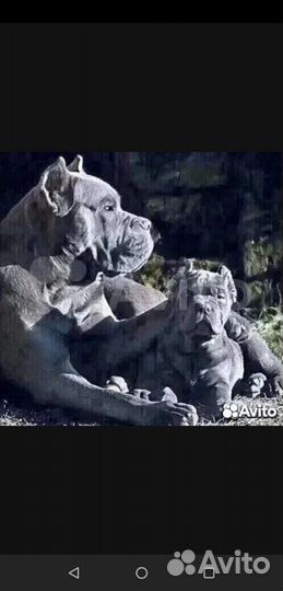 Передержка для собак