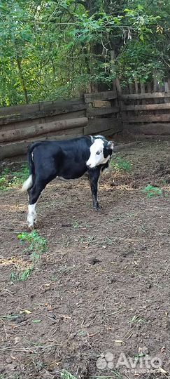 Телка 3 месяца