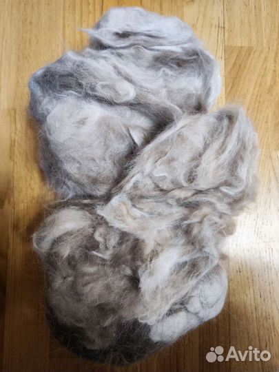 Пух балинезийского кота