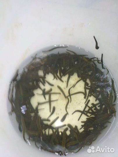 Восточные лечебные,медицинские пиявки