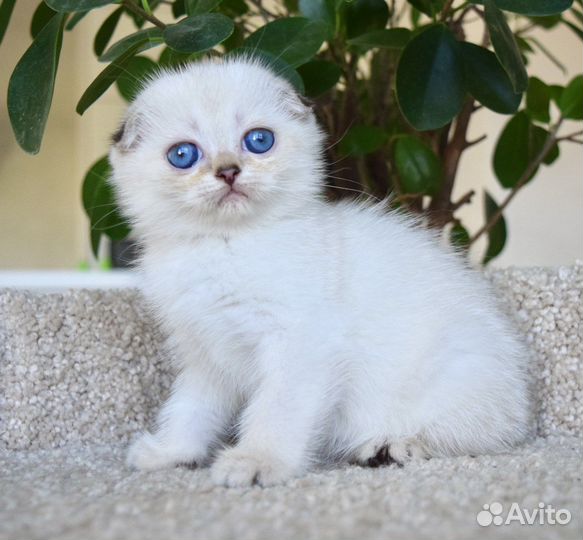 Шотландская