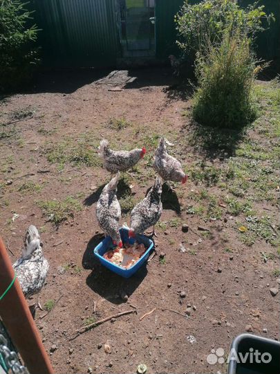 Инкубационное яйцо куриное Пушкинской породы