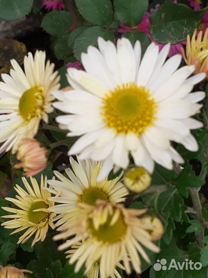 Хризантемы