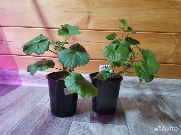 Пеларгония Millfield Rose