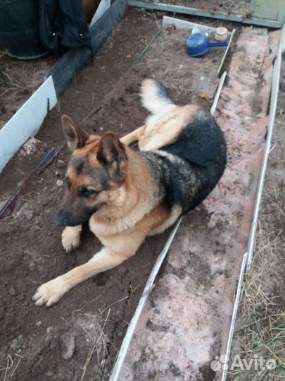 Кобель немецкая овчарка вязка