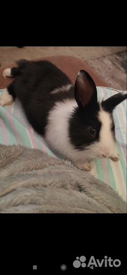 Декоративные кролики мини