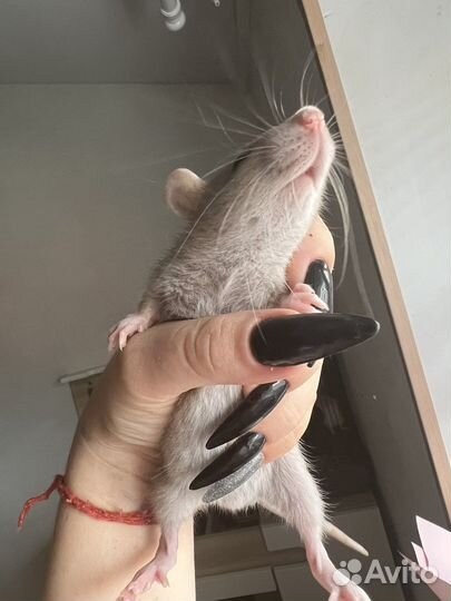 Крысы декоративные