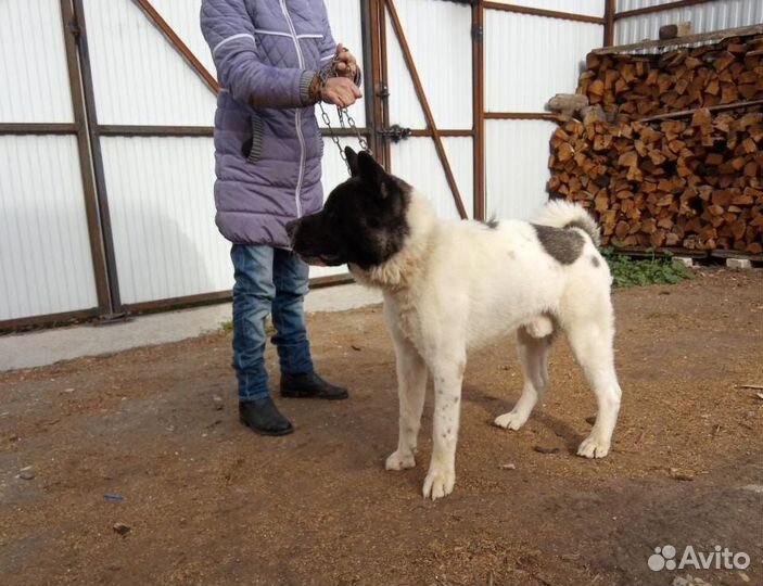 Акита мальчик ищет хозяина