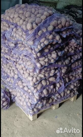 Картофель С доставкой для посадки