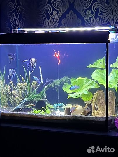 Аквариум 100 литров со всем содержимым вместе