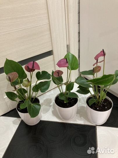 Антуриум беби пурпл фиолетовый