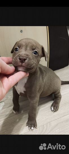 Щенки питбуля