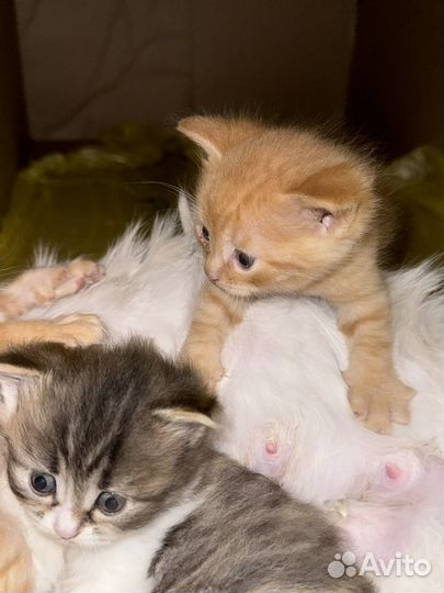 Котята мышеловы