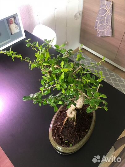 Бонсай Кармона 25 лет