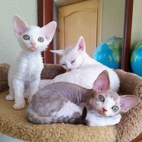 купить породистого котенка Купить недорого кошку или котёнка