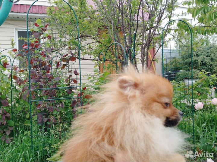 Помиранские детки миниатюры