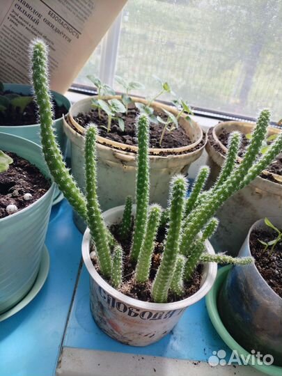 Апорокактус