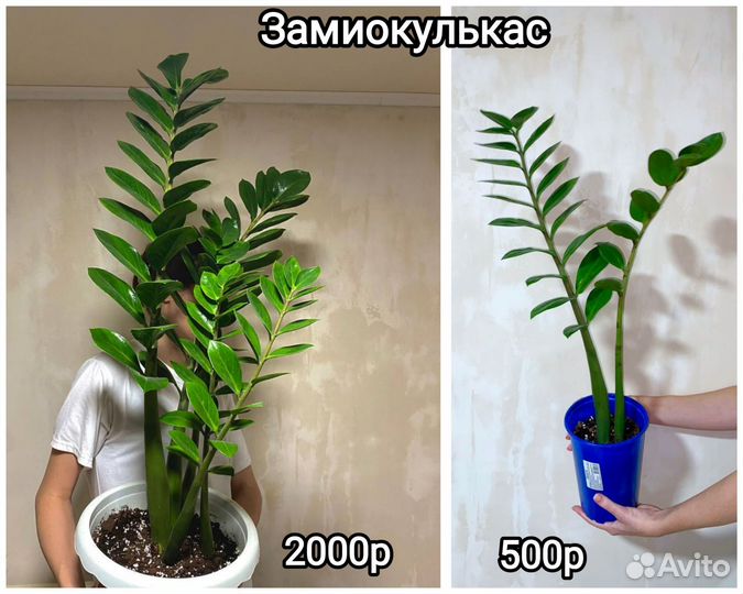 Замиокулькас, Пеперомия, Фиалка, фикус, Суккуленты