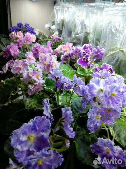 Сортовые фиалки почтой, срез