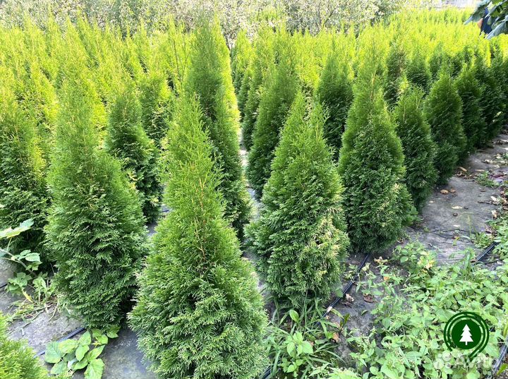 Туя. Опт и розница с доставкой