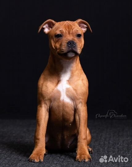 Щенок стаффордширского бультерьера