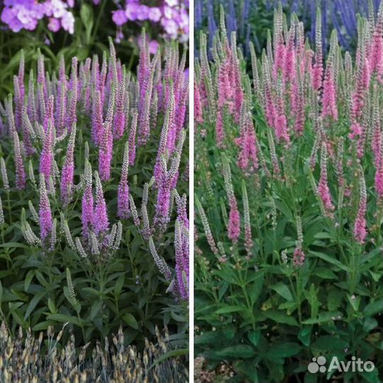 Астильба, флоксы, ромашка и другие многолетники