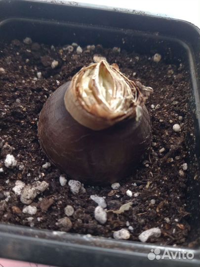 Гипеаструм