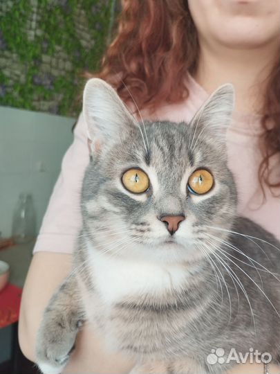 Котенок в добрые руки