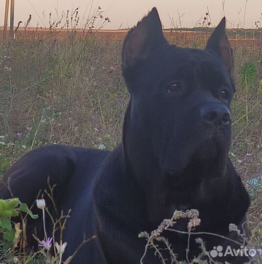 Кобель вязка кане Корсо