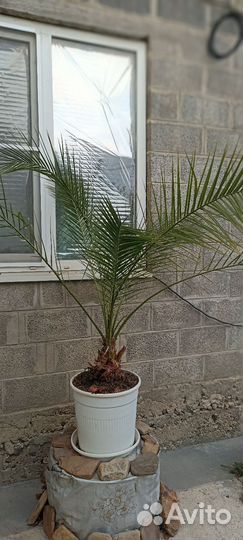 Финиковая пальма