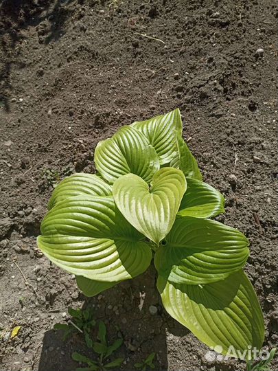 Цветы хоста