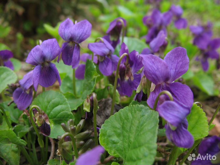 Виола сестринская (фиалка садовая многолетняя)