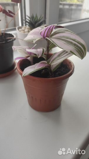 Традесканция нанук