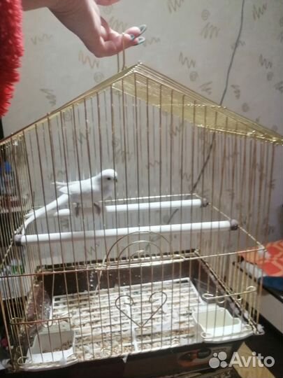 Клетка для попугая