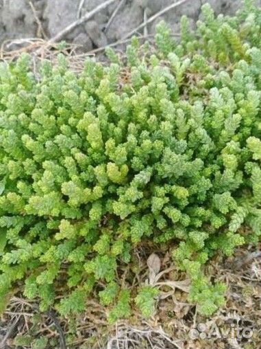 Очиток почвопокровник рассада