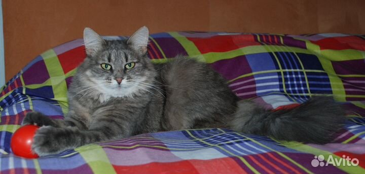 Никки ищет дом