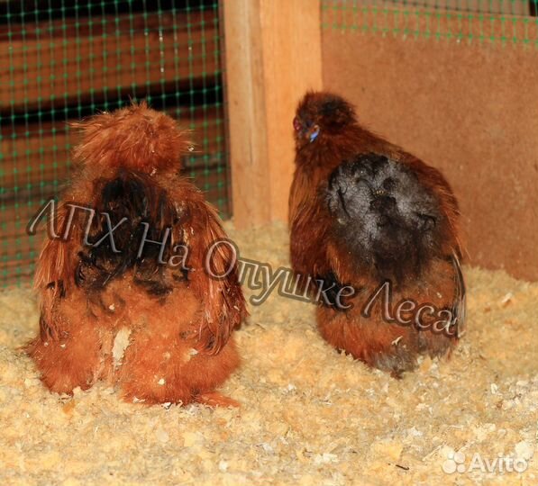 Цыплята китайской шелковой разного возраста