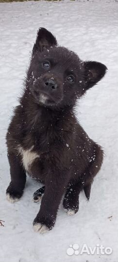 Щенки ищут дом