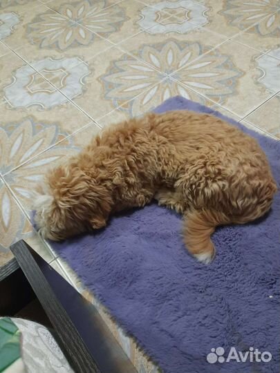 Мальчик мальтипу стандарт