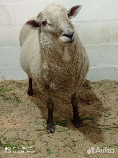 Баран на племя
