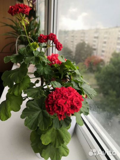 Герань пеларгония розебудная