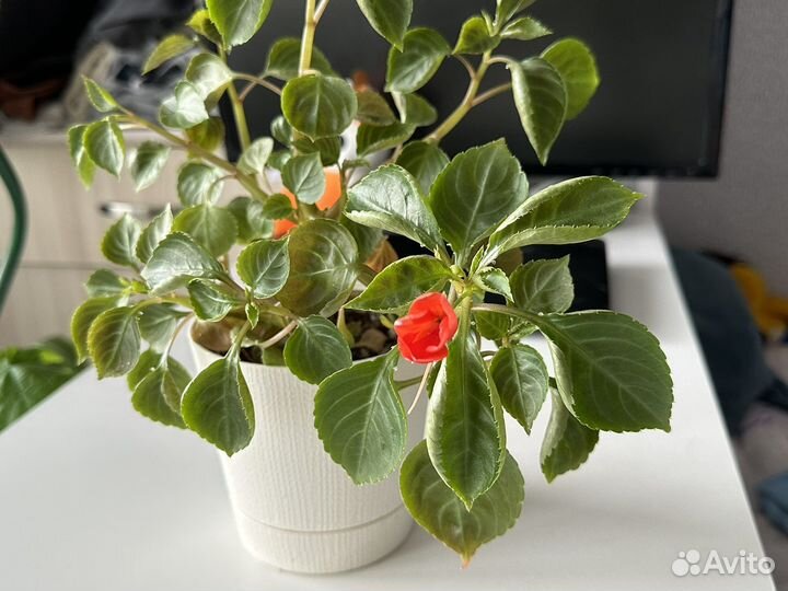 Много различных цветочков