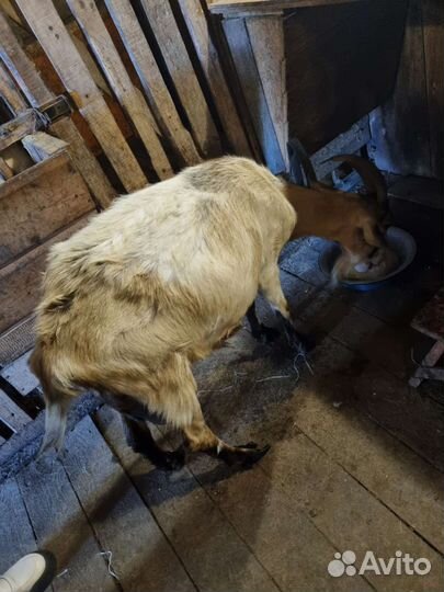 Козы дойные