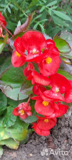 Бегония, цветущие укорененные отростки