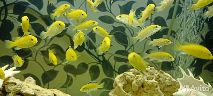 Рыба цихлиды