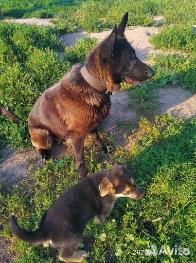 Собаки щенки метисы немецкая овчарка бесплатно