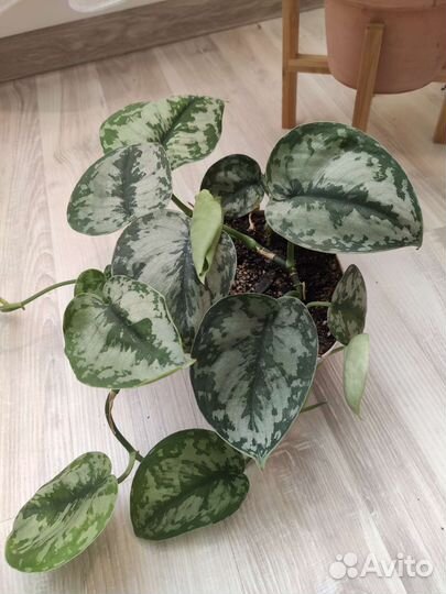 Сциндапсус пиктус треби